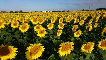 Sonnenblumen